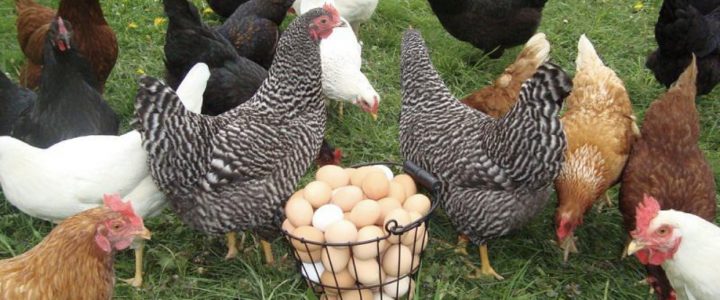 طرح توجيهي توليد مرغ تخم گذار