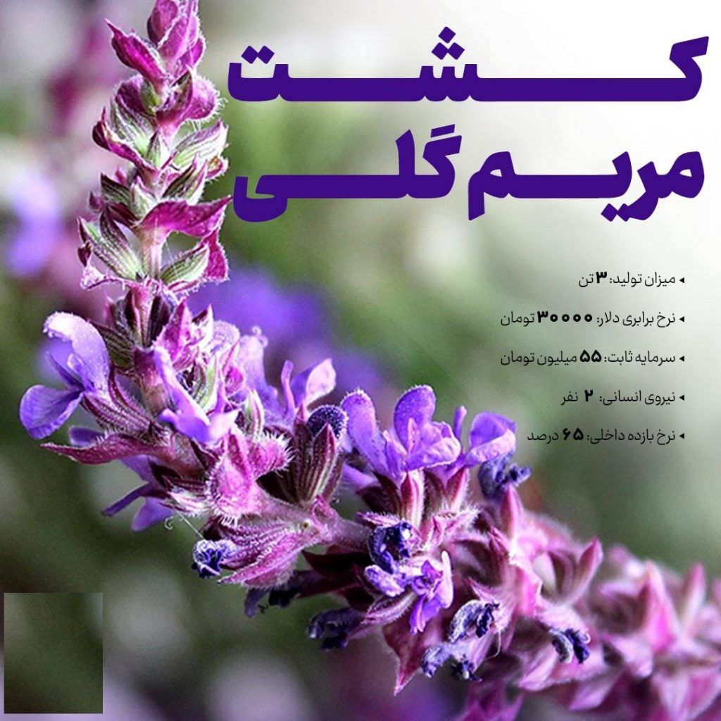 کشت مریم گلی
